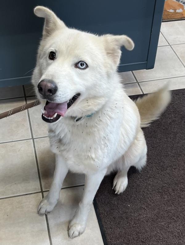 Prancer, Adoptable, Young Male Siberian Husky.