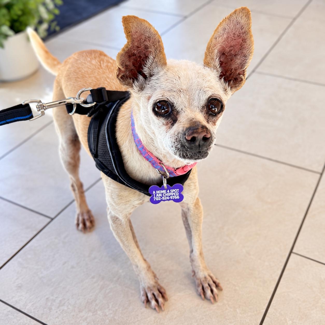 Enlarge Ivy, a Adoptable Chihuahua in Las Vegas, NV image 1/1