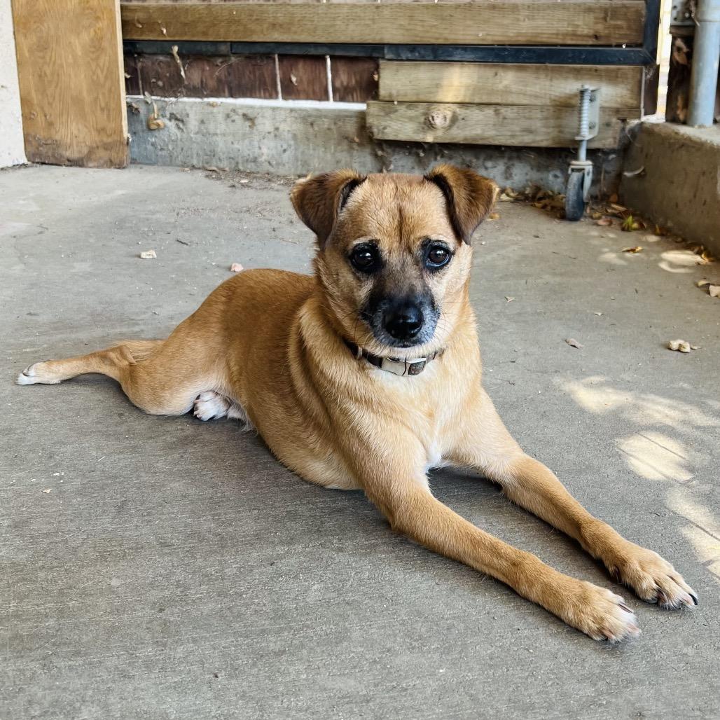 Lentil, Adoptable, Adult Male Chihuahua & Mixed Breed.