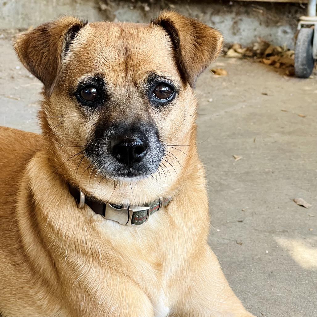 Enlarge Lentil, a Adoptable mixed breed in Ojai, CA image 2/3
