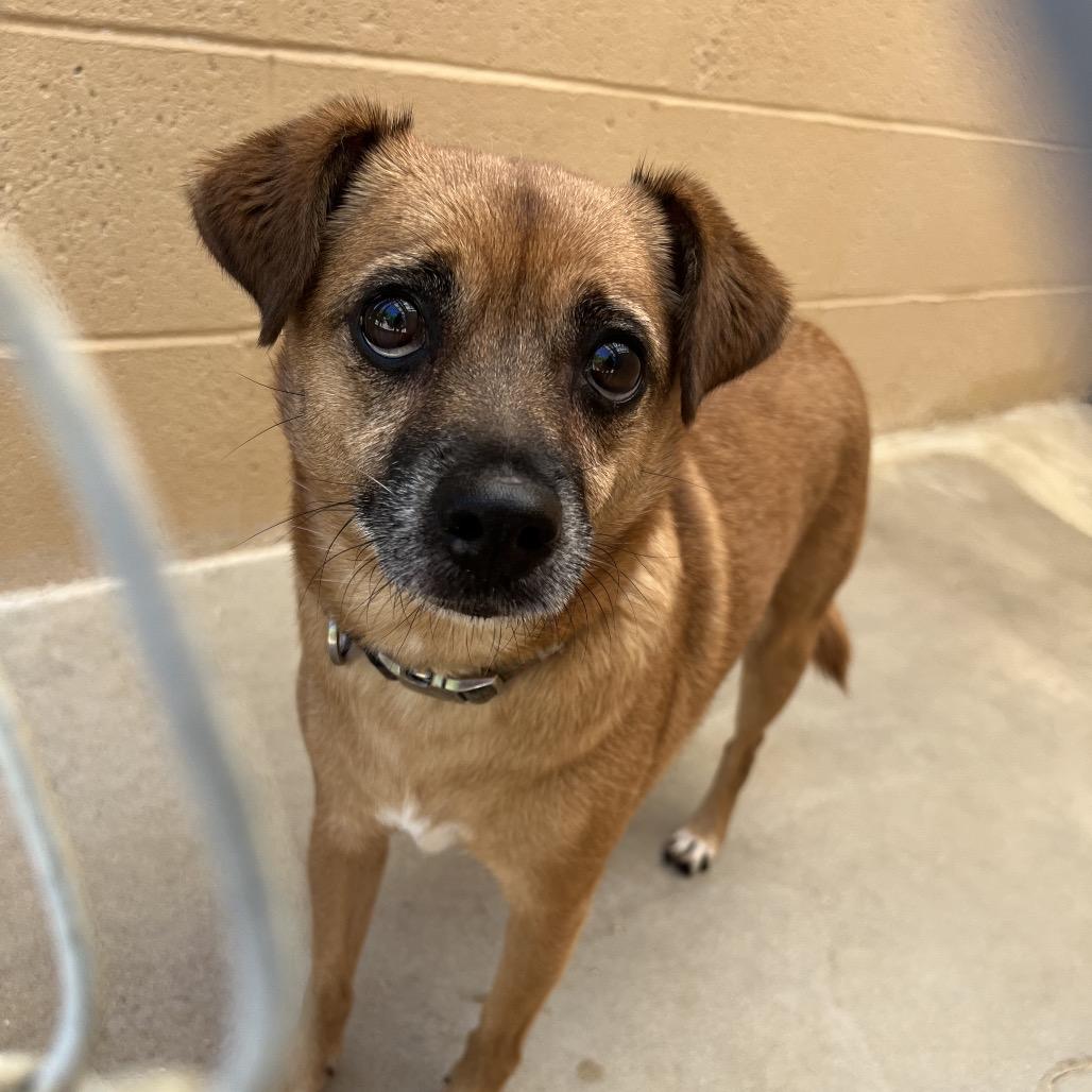 Enlarge Lentil, a Adoptable mixed breed in Ojai, CA image 3/3