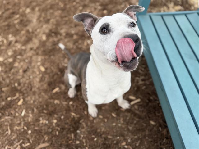 Enlarge DUKE, a Adoptable Pit Bull Terrier in Denver, CO image 1/1