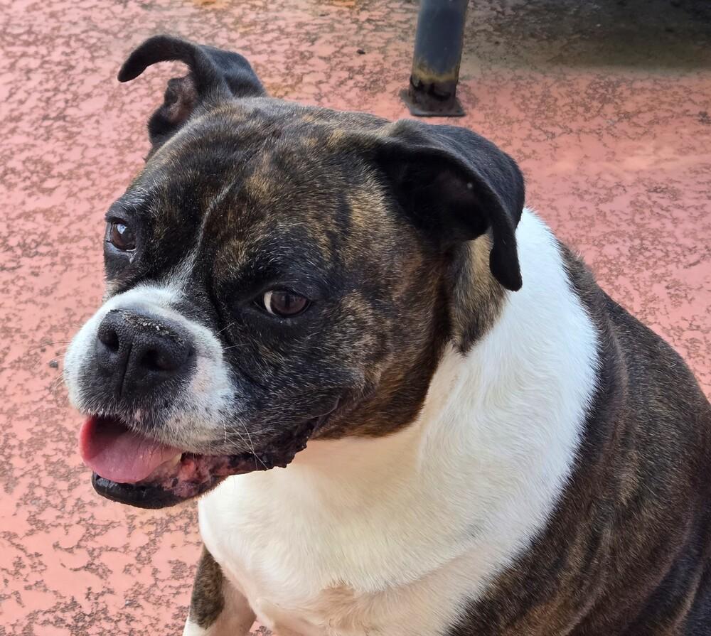 Diesel VII, a Adoptable Boxer in Hewitt, TX image 1/4