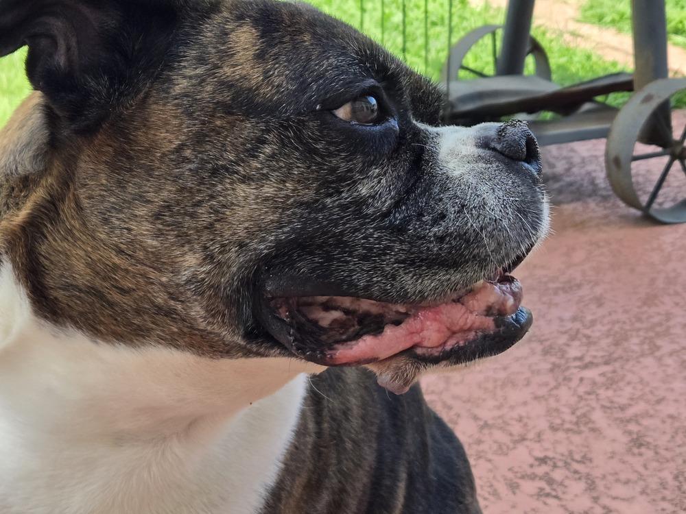 Diesel VII, a Adoptable Boxer in Hewitt, TX image 2/4