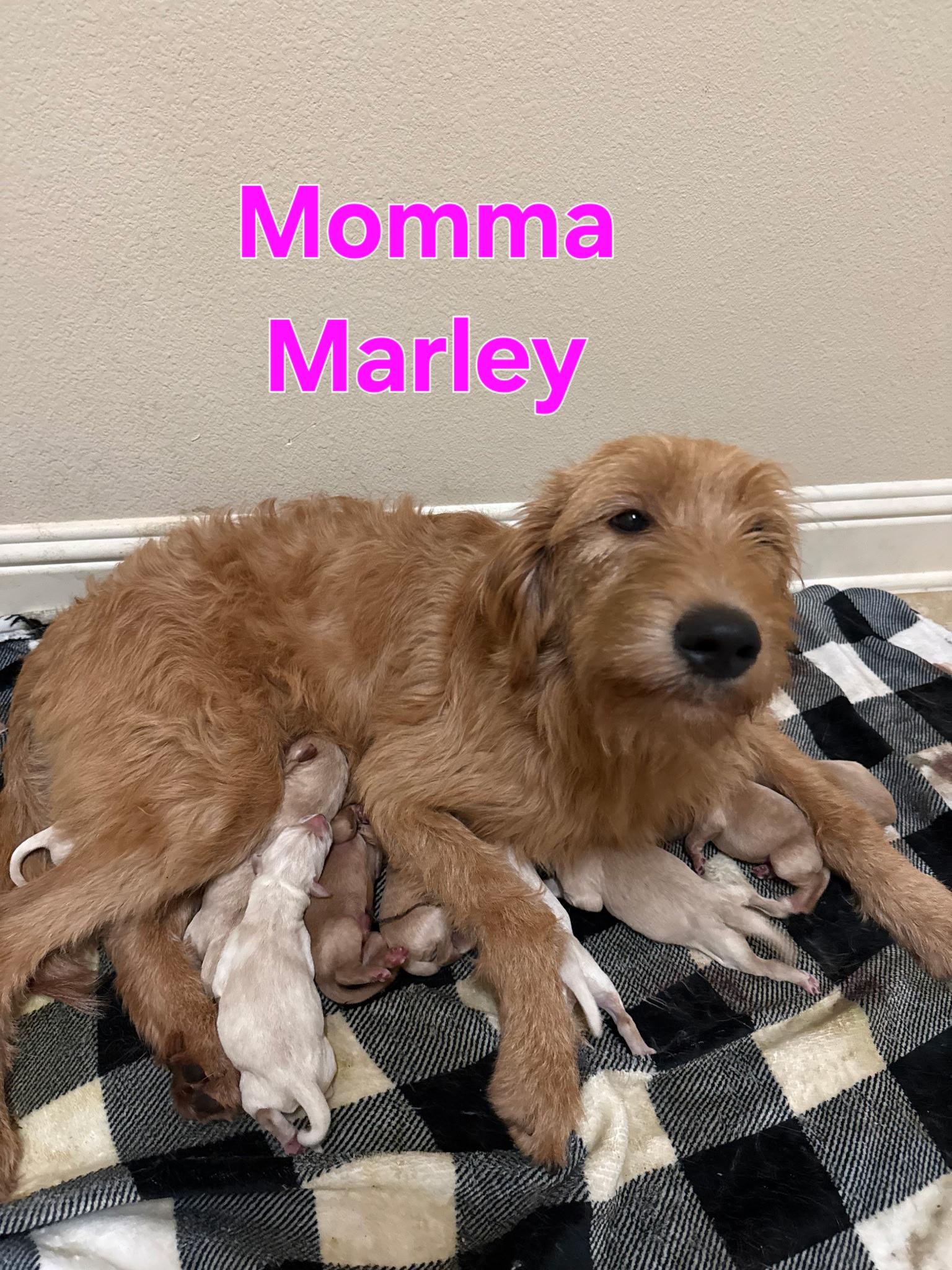 Enlarge Maddox, an adopted mixed breed in Dallas, TX image 4/5