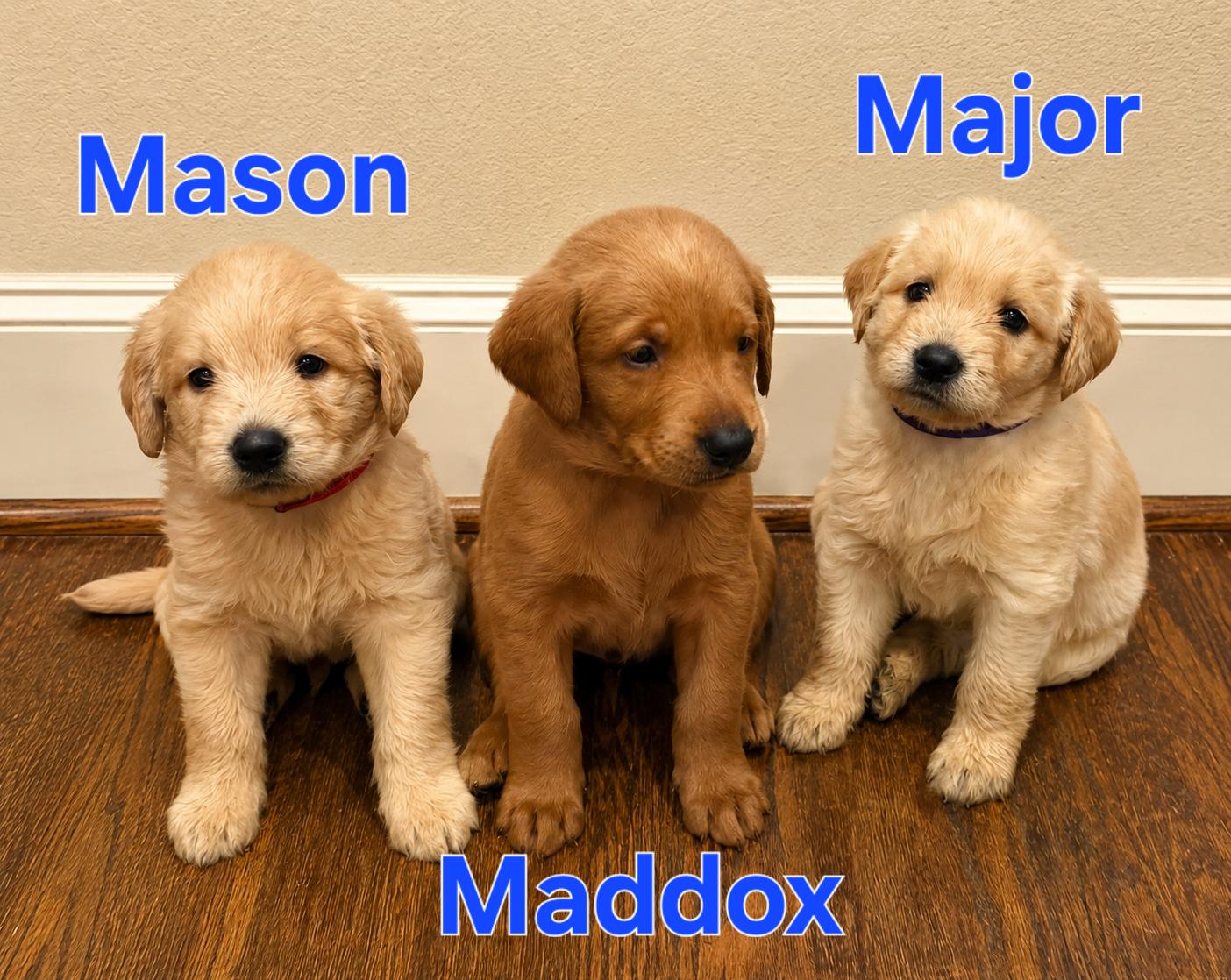 Enlarge Maddox, an adopted mixed breed in Dallas, TX image 1/5