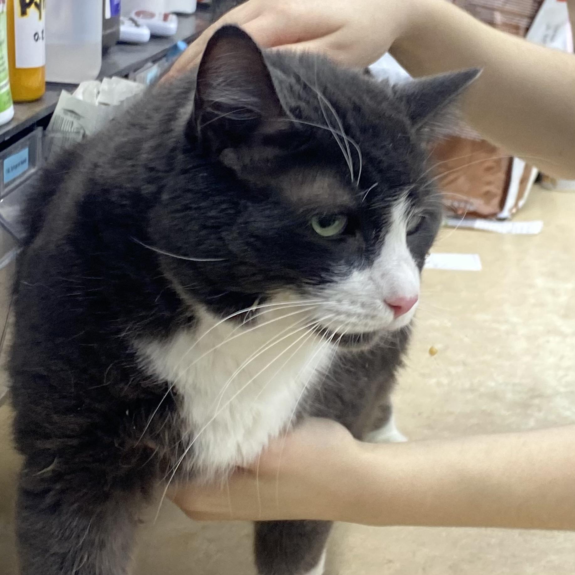 Enlarge Gelato, a ADOPTABLE Domestic Short Hair in Belleville, MI image 3/3