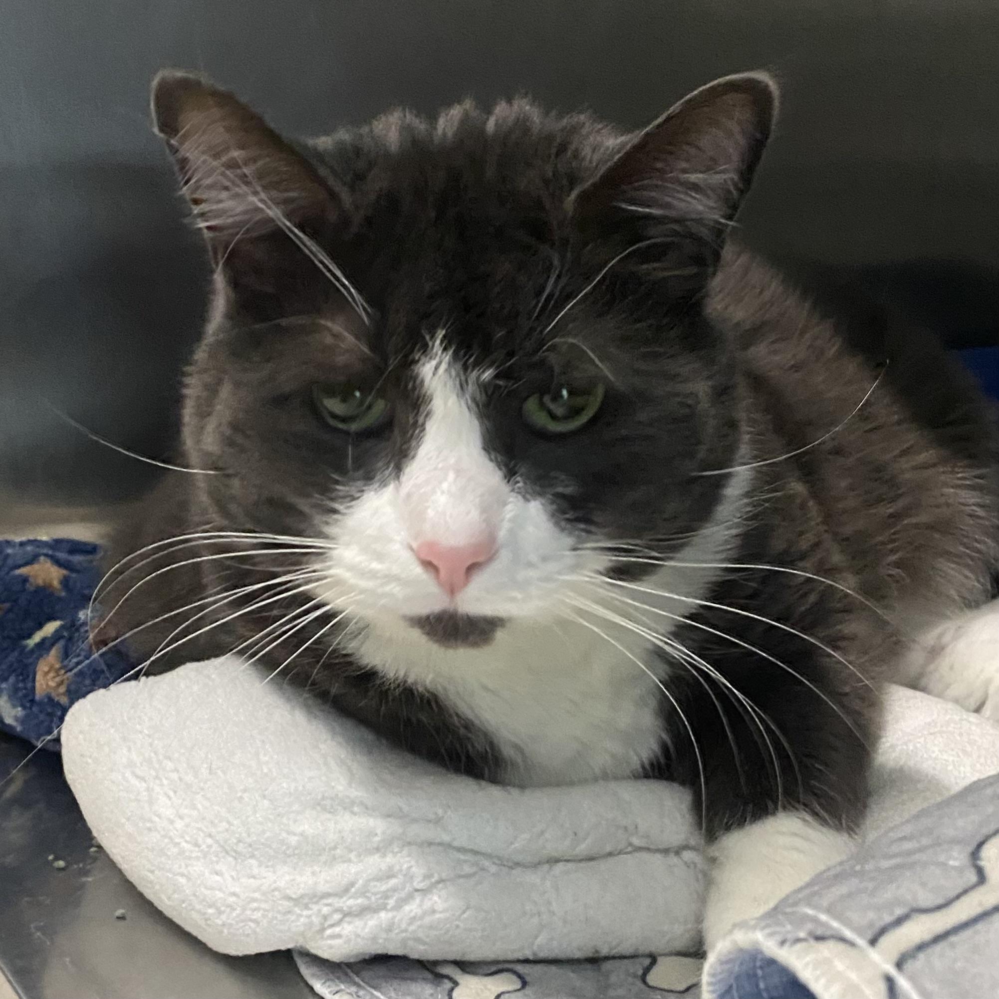 Enlarge Gelato, a ADOPTABLE Domestic Short Hair in Belleville, MI image 2/3