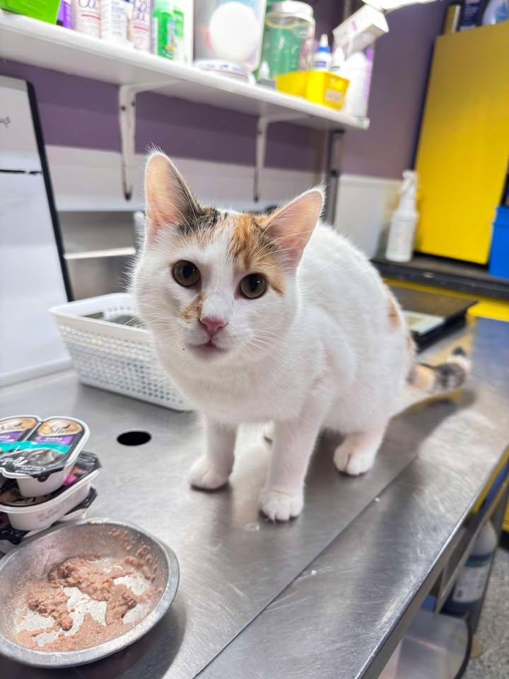 Enlarge Peaches, a Adoptable Domestic Short Hair in Knoxville, IA image 1/1