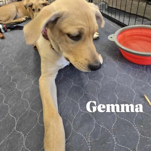 Enlarge Gemma, a Adoptable mixed breed in Phoenix, AZ image 1/3