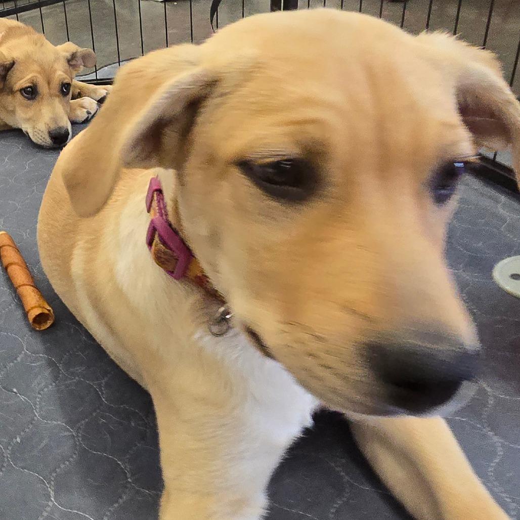 Enlarge Gemma, a Adoptable mixed breed in Phoenix, AZ image 2/3
