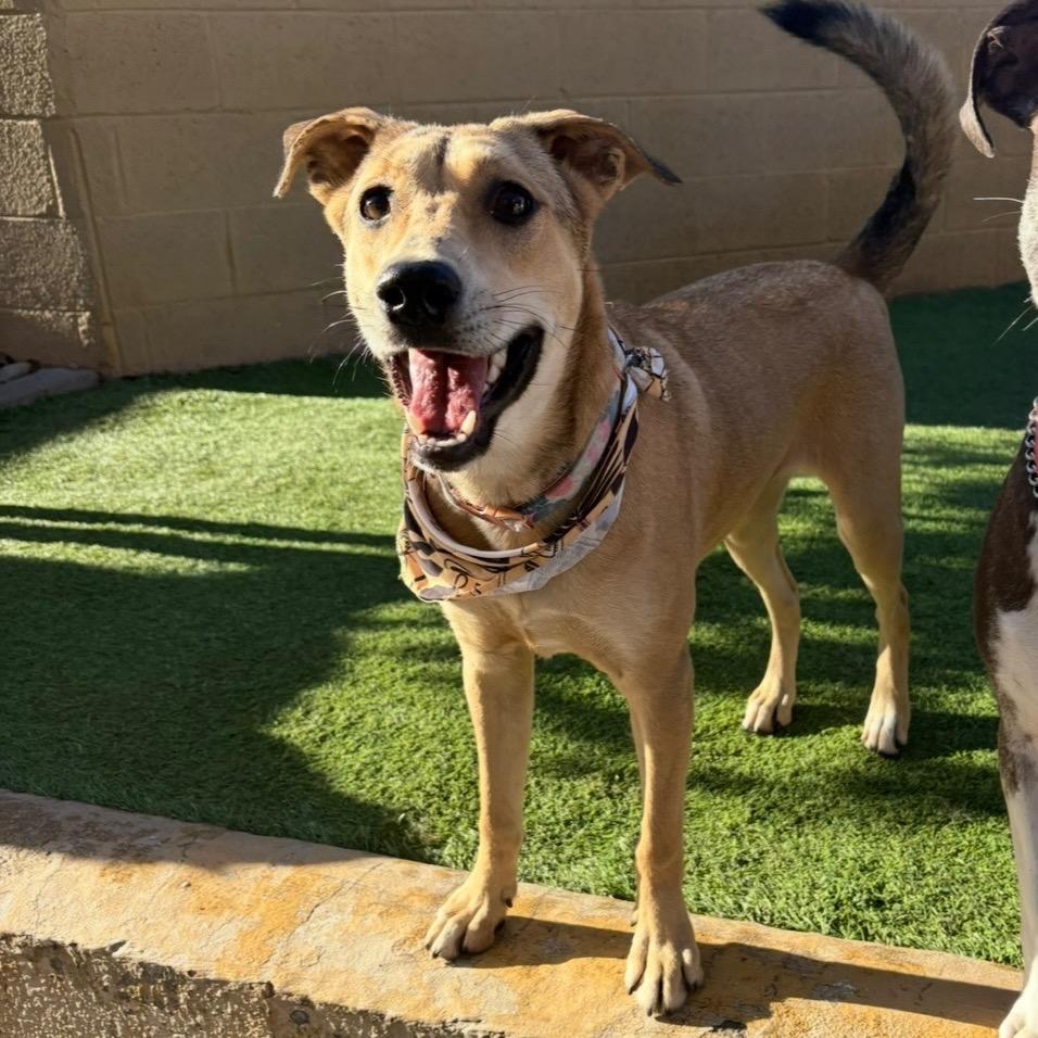 Enlarge Gemma, a Adoptable mixed breed in Phoenix, AZ image 3/3