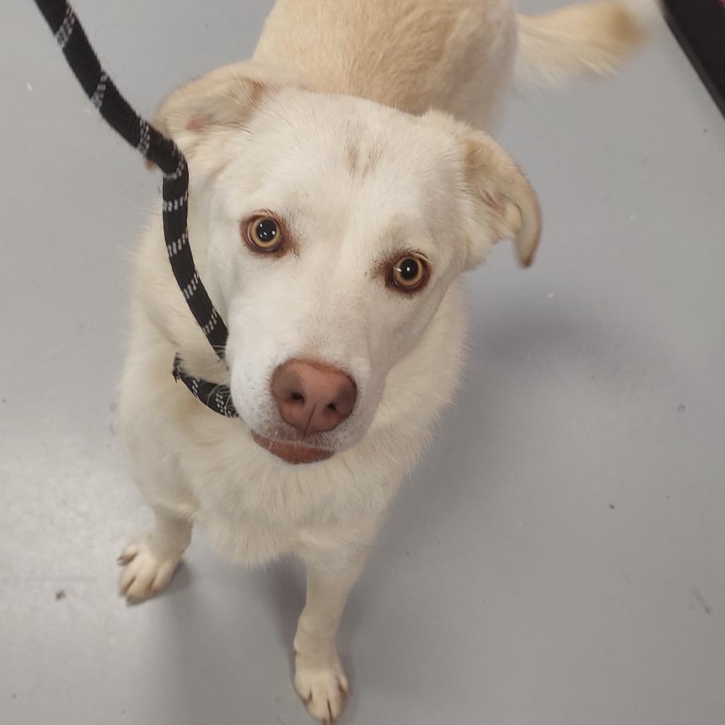 Violet, Adoptable, Young Female Mixed Breed.