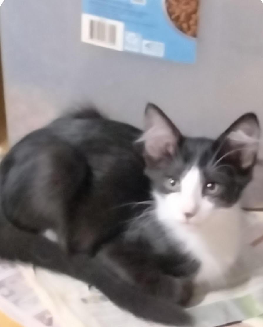 Wendy, adoptable, Kitten Female Domestic Short Hair.