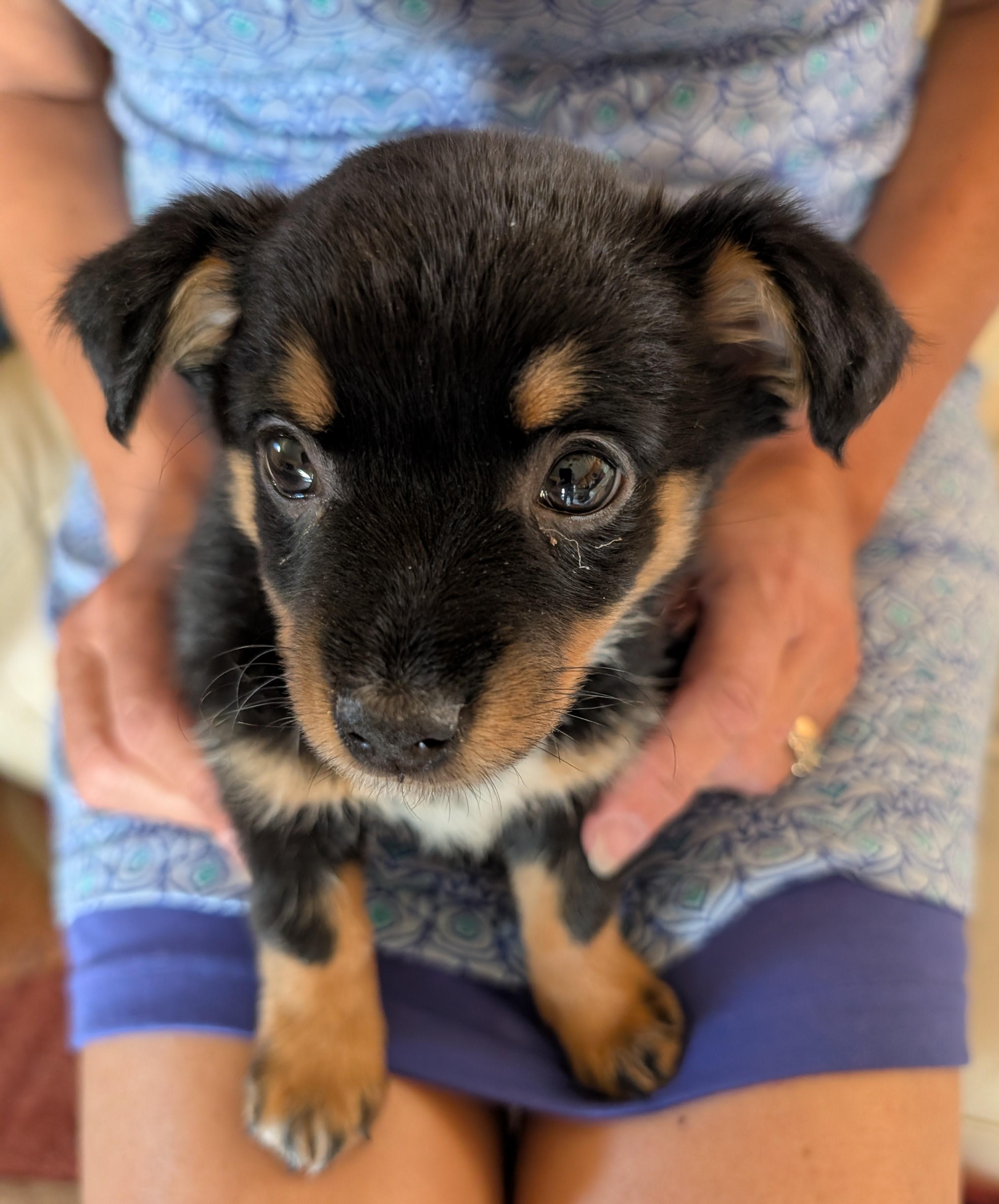 Zeeta, adopted, Puppy Female Chihuahua & Australian Cattle Dog / Blue Heeler.