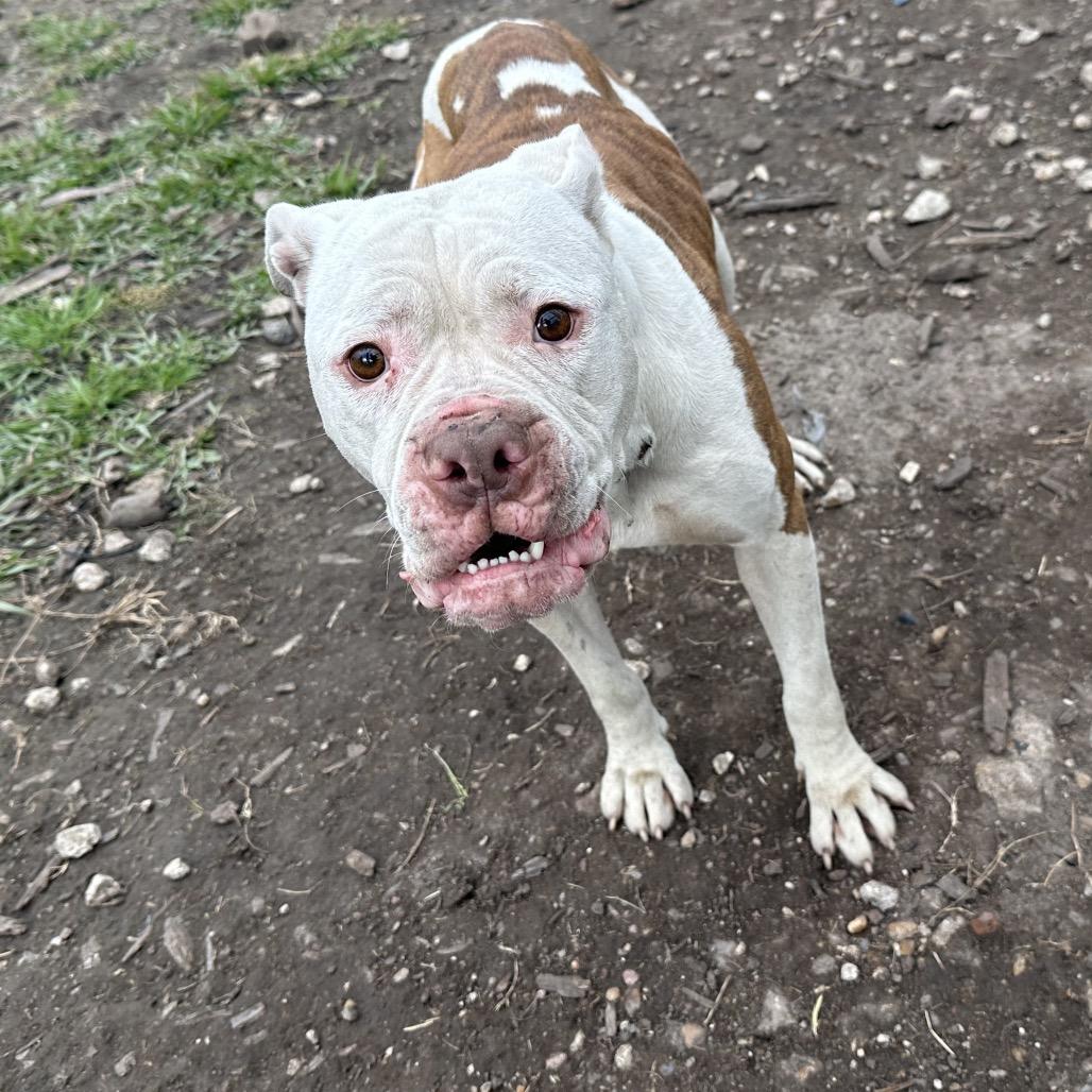 Angelica — thumbnail 2