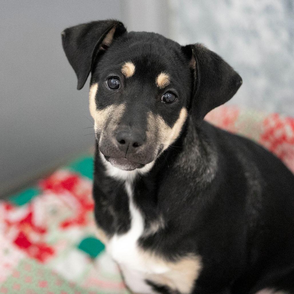 Thatcher (JA26-34), Adoptable, Puppy Male Schnauzer & German Shepherd Dog.