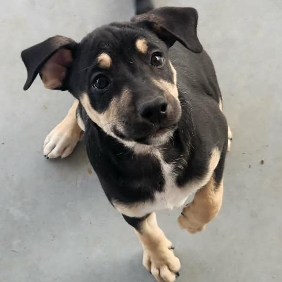 Thatcher (JA26-34), Adoptable, Puppy Male Schnauzer & German Shepherd Dog.