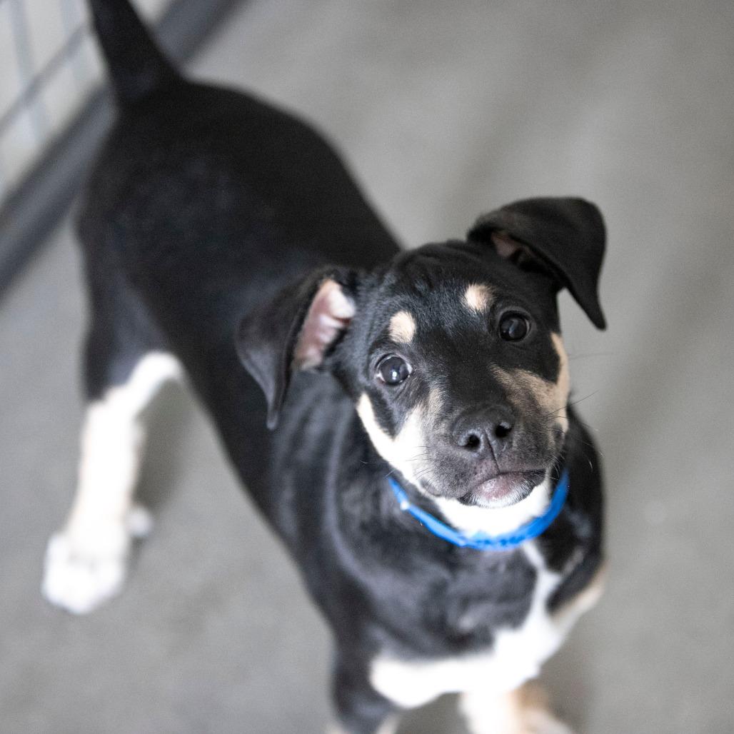 Enlarge Thatcher (JA26-34), a Adoptable mixed breed in Peyton, CO image 2/4