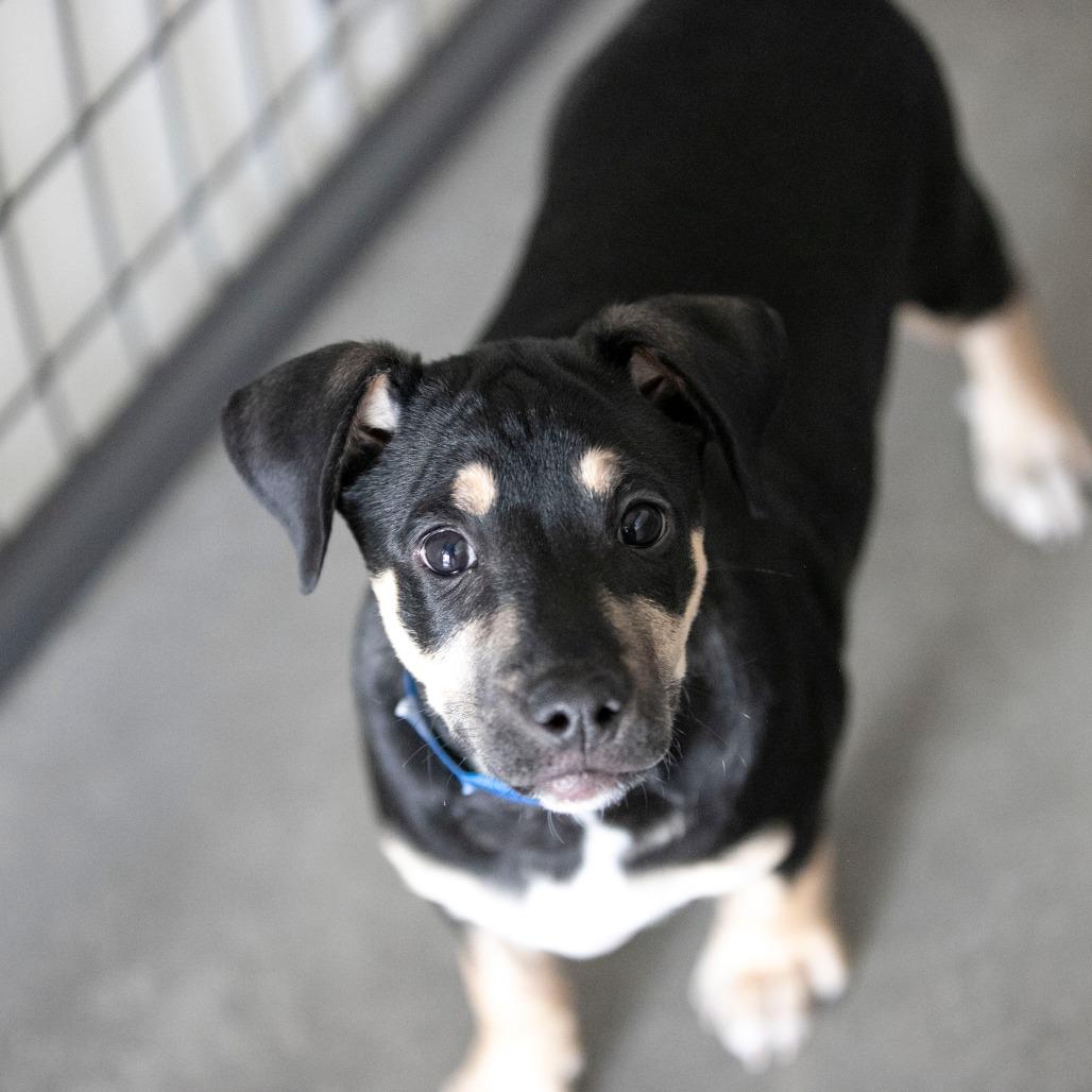 Enlarge Thatcher (JA26-34), a Adoptable mixed breed in Peyton, CO image 3/4