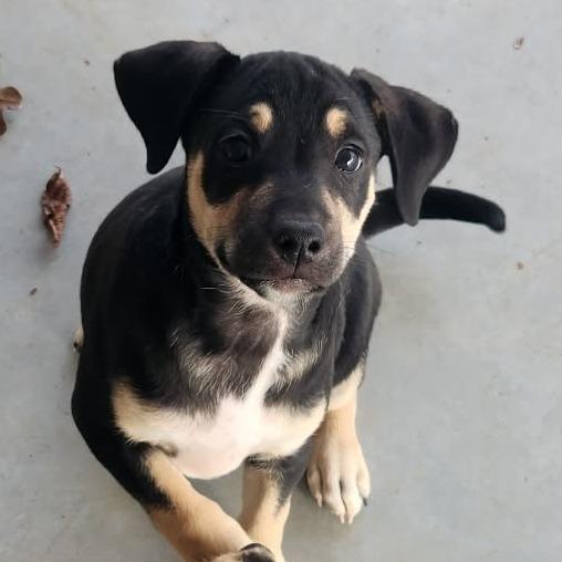 Enlarge Thatcher (JA26-34), a Adoptable mixed breed in Peyton, CO image 4/4