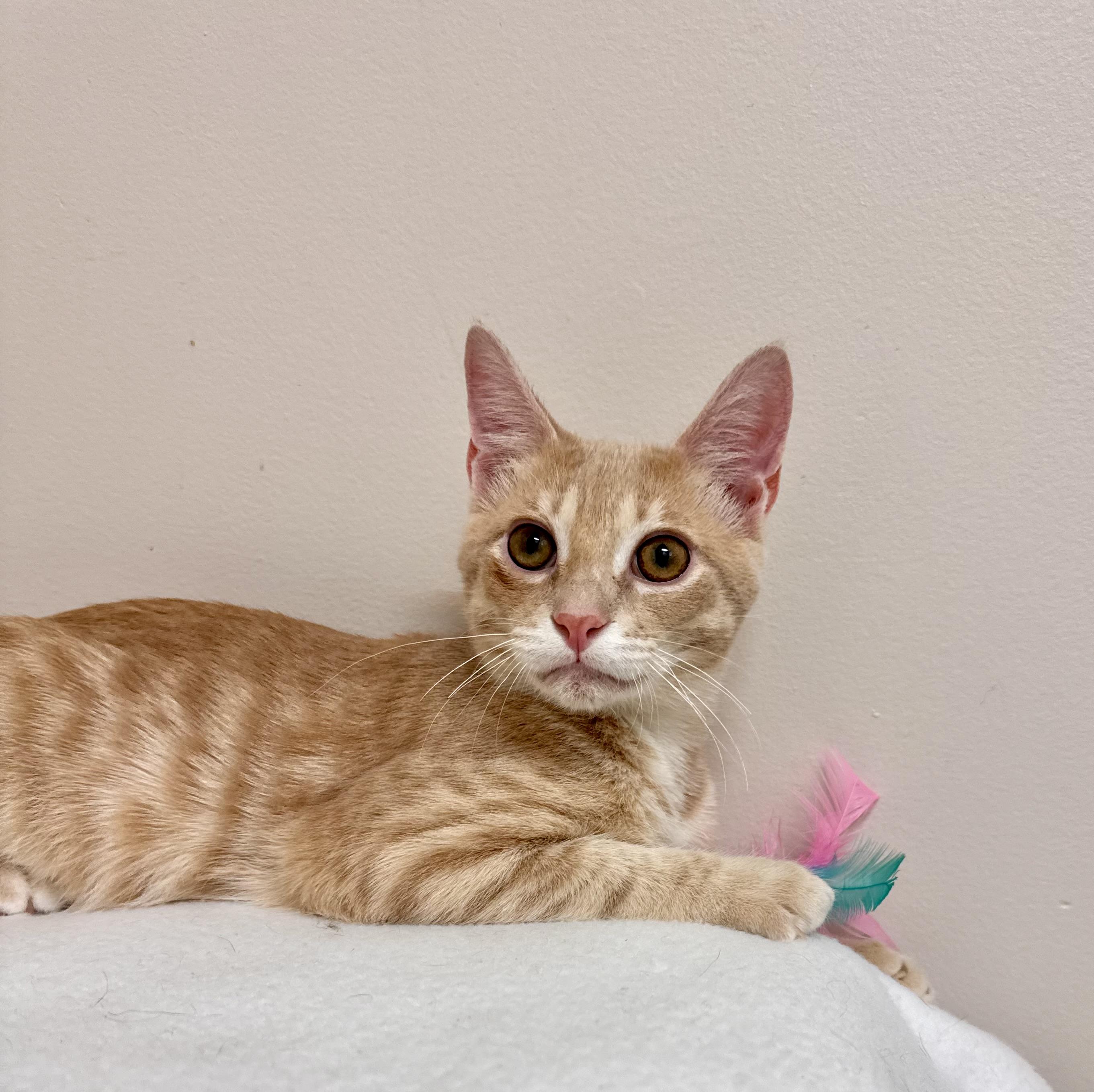 Enlarge Chunk - Buff - Male - Kitten GOONIES LITTER, a Adoptable British Shorthair in Monroe, NC image 2/6