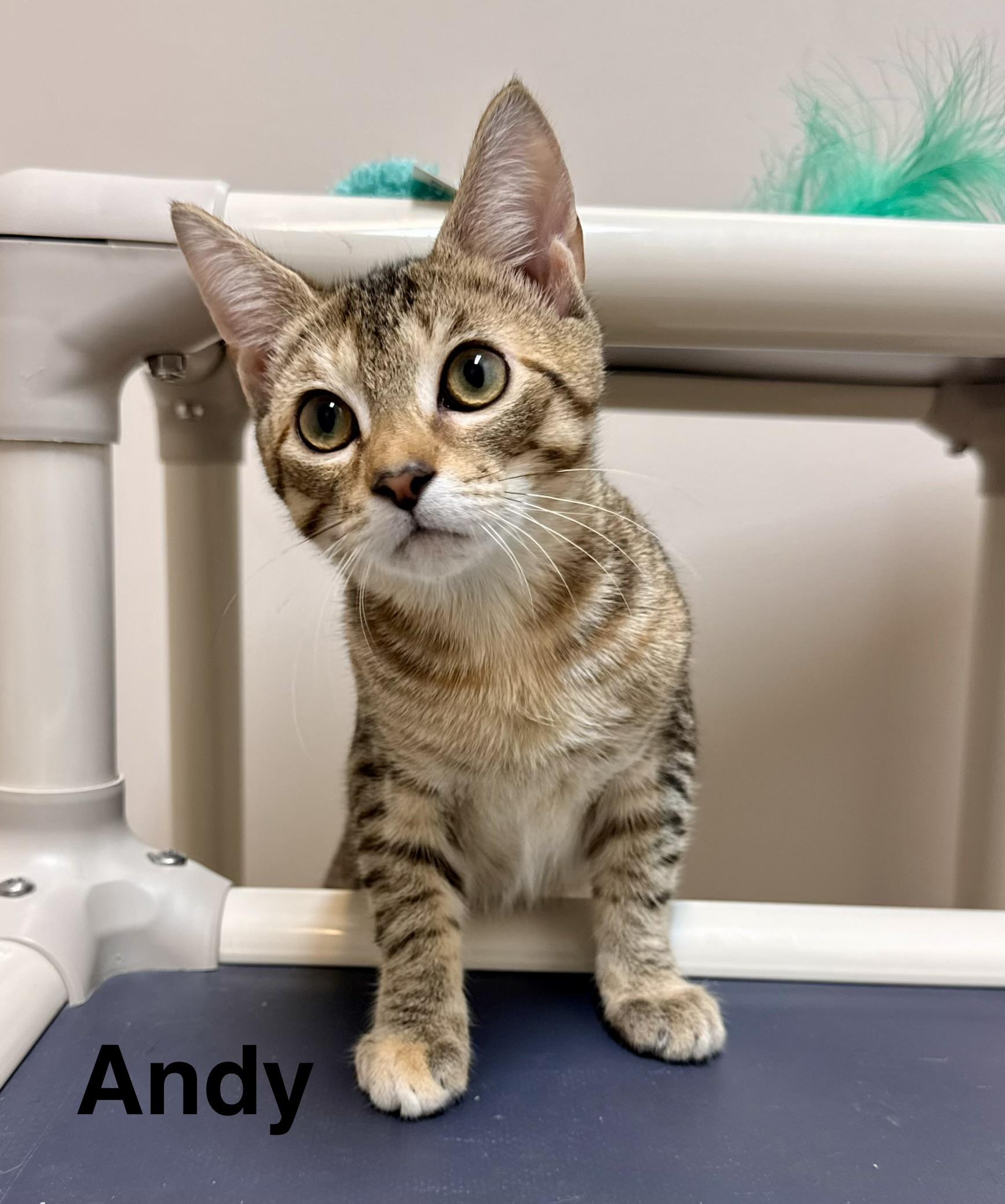 Enlarge Chunk - Buff - Male - Kitten GOONIES LITTER, a Adoptable British Shorthair in Monroe, NC image 5/6