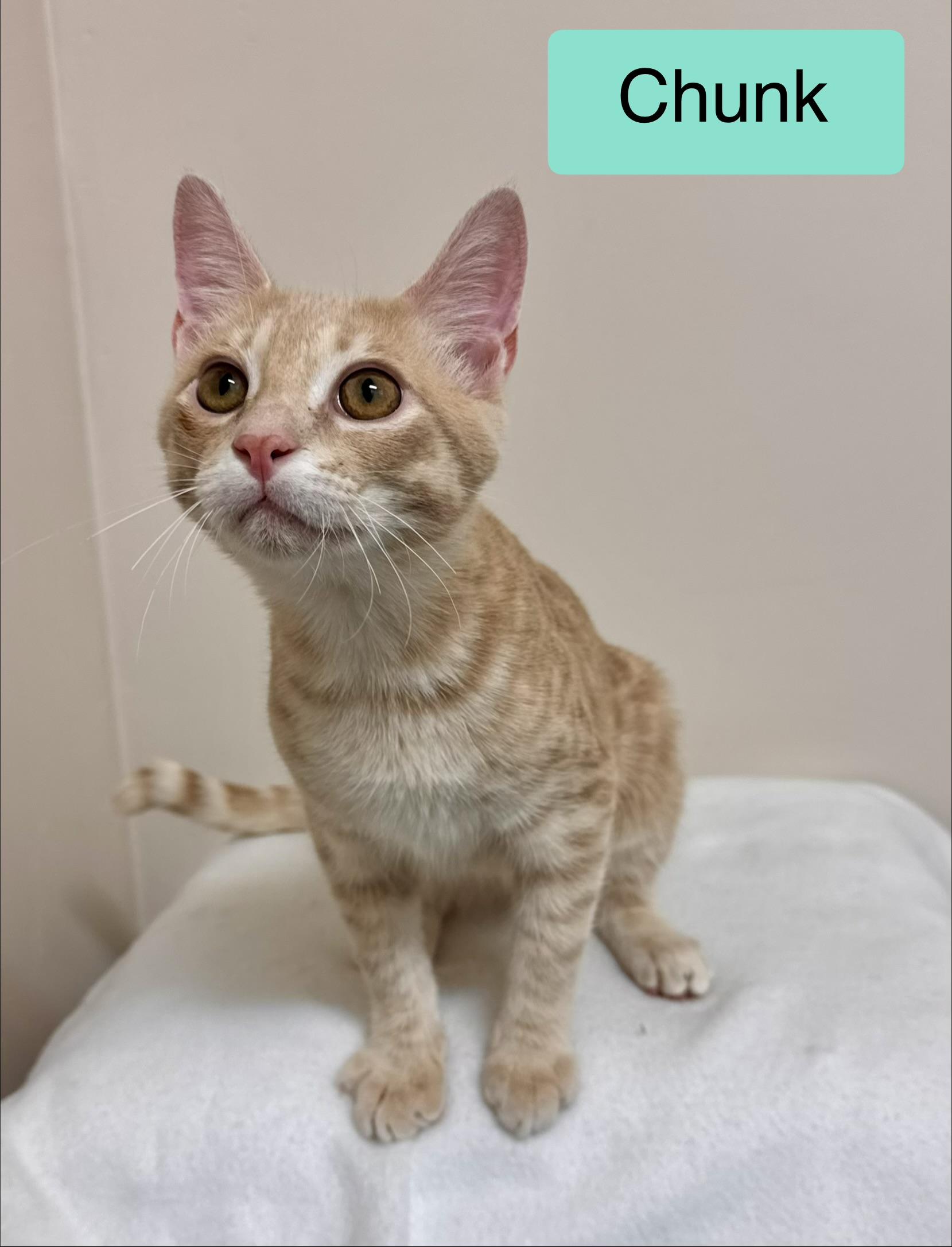 Enlarge Chunk - Buff - Male - Kitten GOONIES LITTER, a Adoptable British Shorthair in Monroe, NC image 1/6