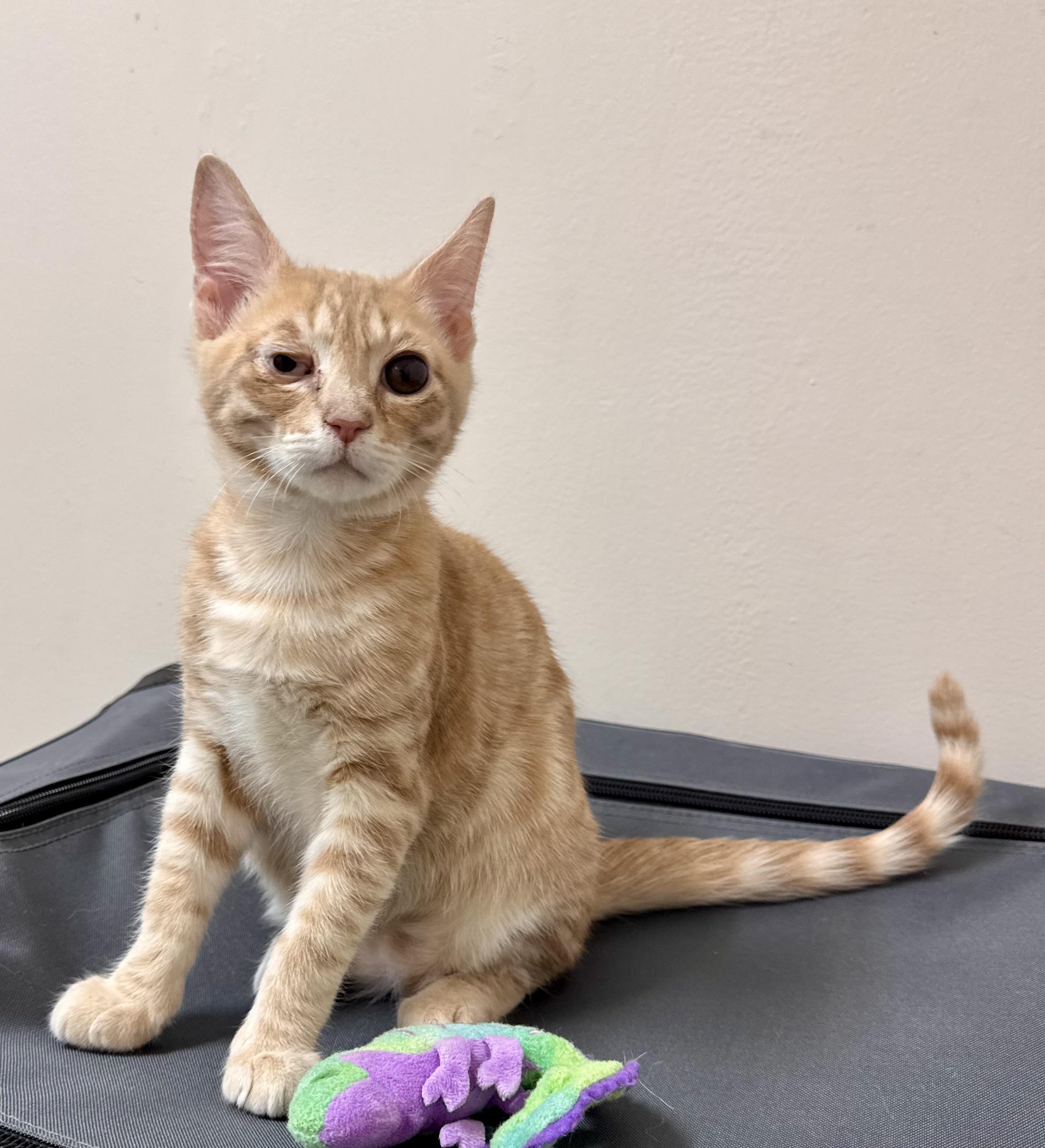 Enlarge Chunk - Buff - Male - Kitten GOONIES LITTER, a Adoptable British Shorthair in Monroe, NC image 6/6