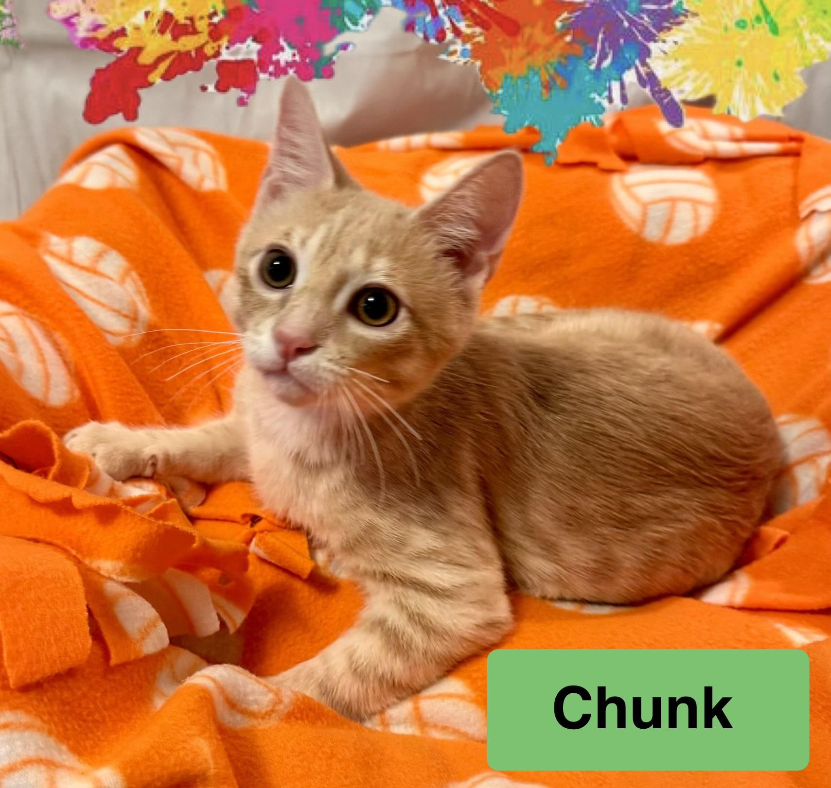 Chunk - Buff - Male - Kitten GOONIES LITTER, Adoptable, Kitten Male British Shorthair.