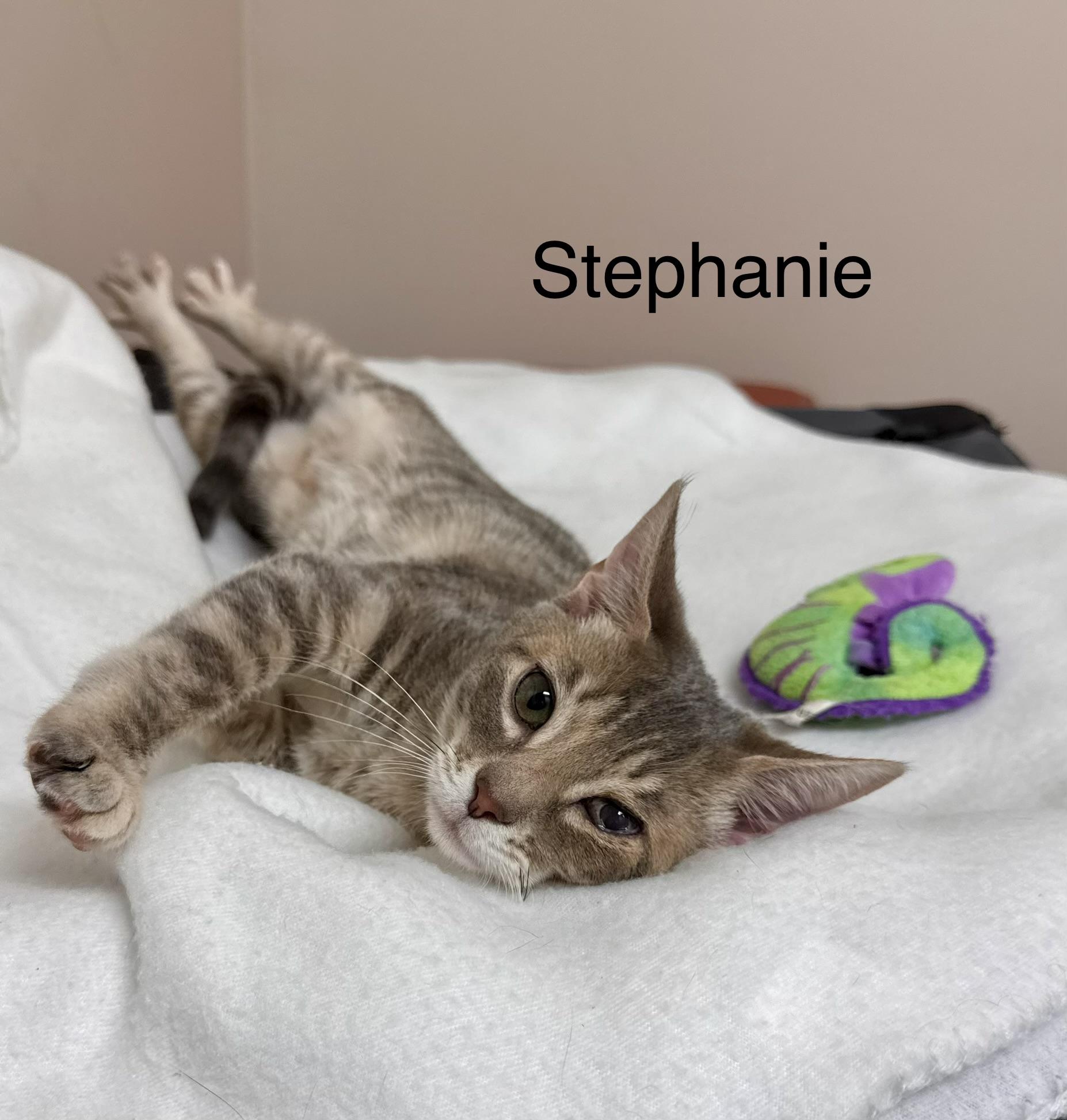 Enlarge Chunk - Buff - Male - Kitten GOONIES LITTER, a Adoptable British Shorthair in Monroe, NC image 4/6