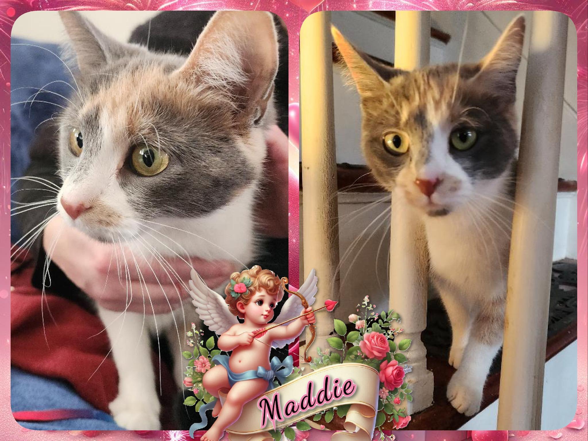 Enlarge Maddie, a ADOPTABLE Domestic Short Hair in Corinth, NY image 1/1