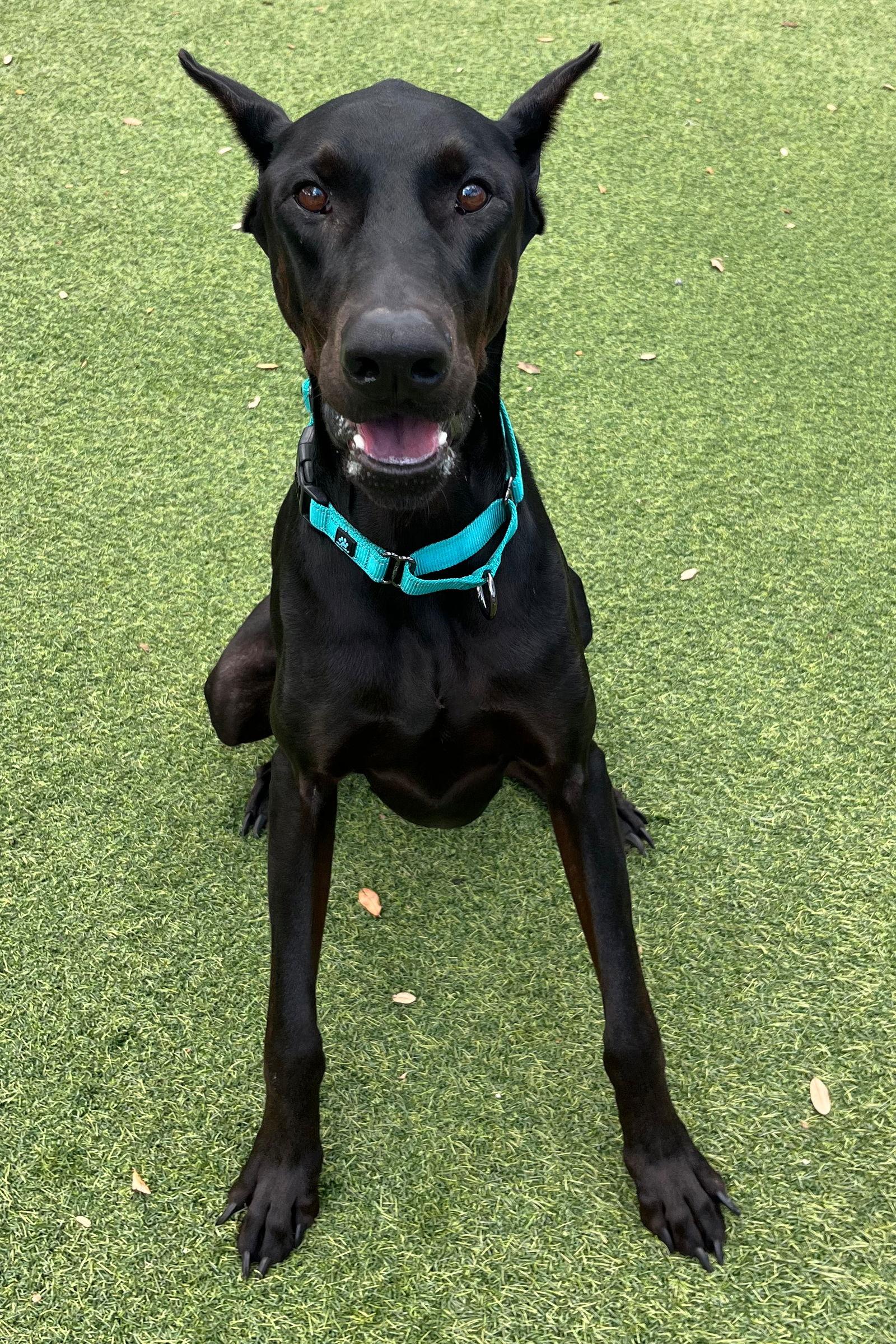 Onyx 3510, Adoptable, Young Male Doberman Pinscher.