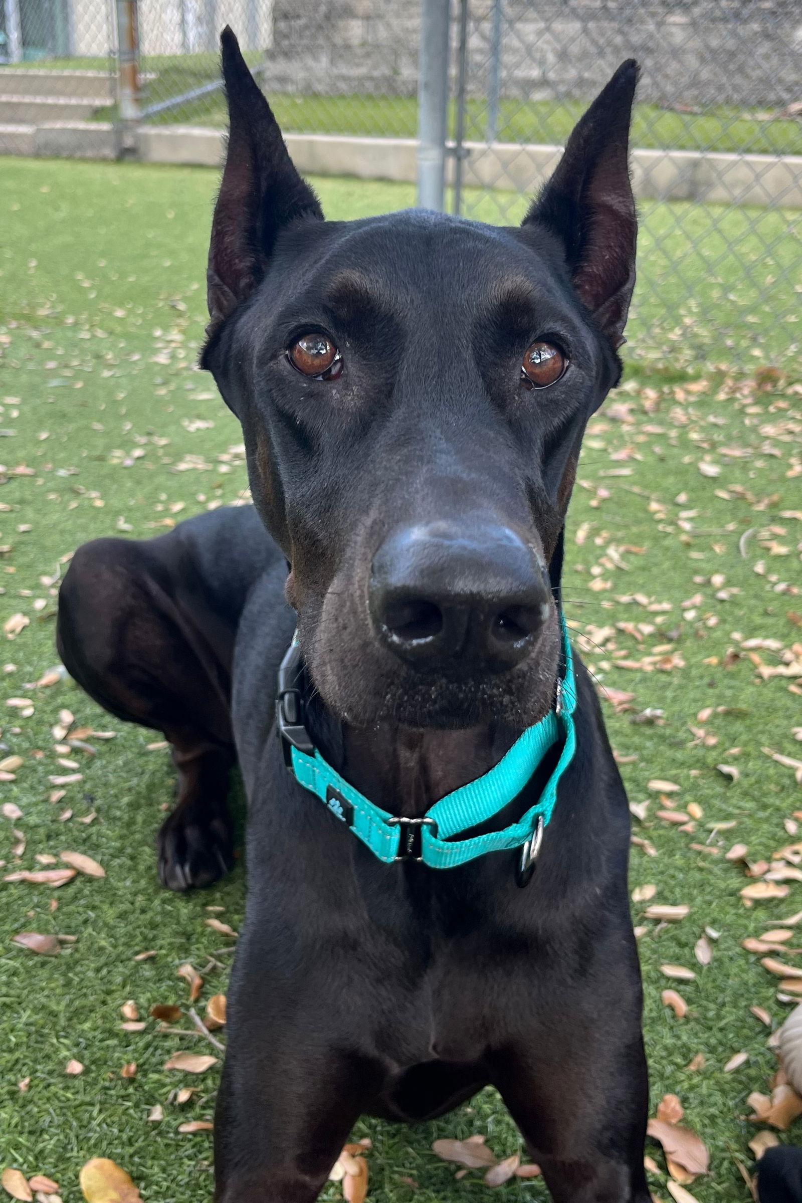 Onyx 3510, a Adoptable Doberman Pinscher in Oakland Park, FL image 2/3