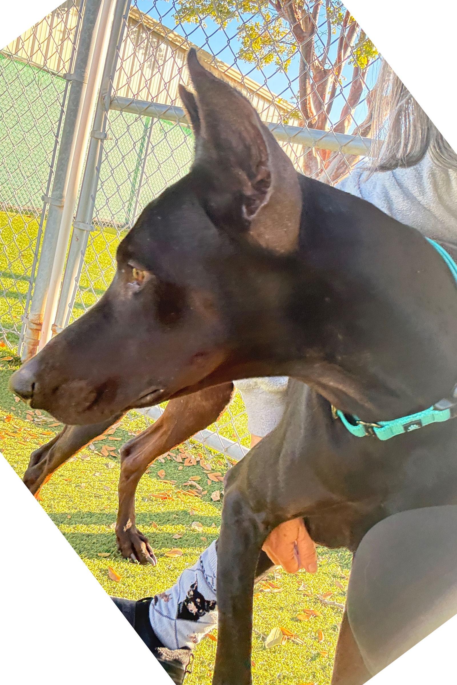 Onyx 3510, a Adoptable Doberman Pinscher in Oakland Park, FL image 3/3