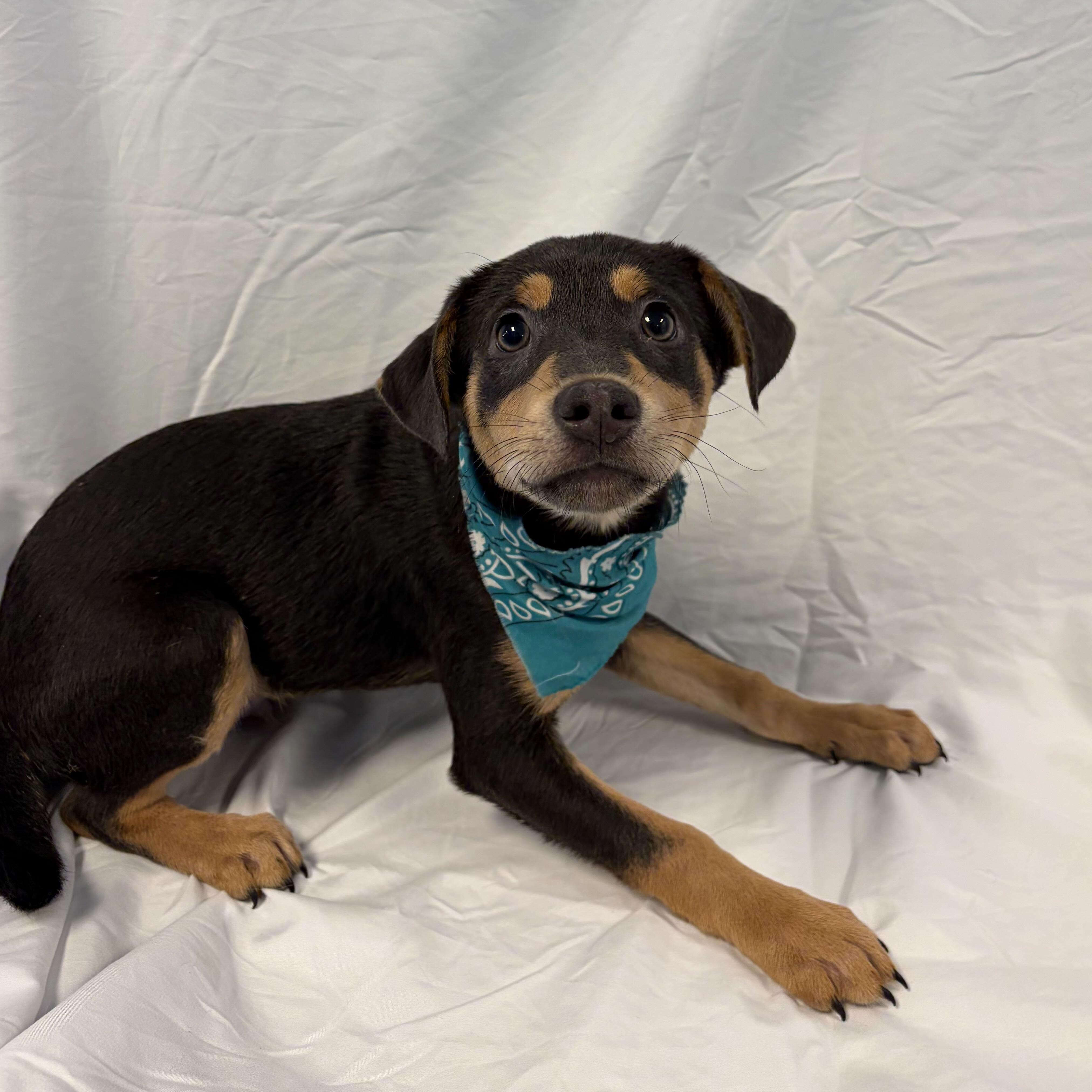 Enlarge Arthur, an adoptable Mixed Breed in Canal Winchester, OH image 1/1