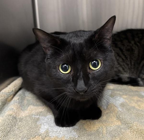 Spooky - Bonded W/ Genghis, Adoptable, Adult Male Domestic Short Hair.