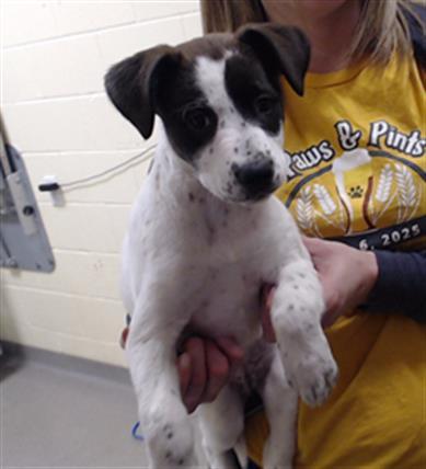 Enlarge BROOKYLN BRIDGE, a Adoptable mixed breed in Denver, CO image 1/1