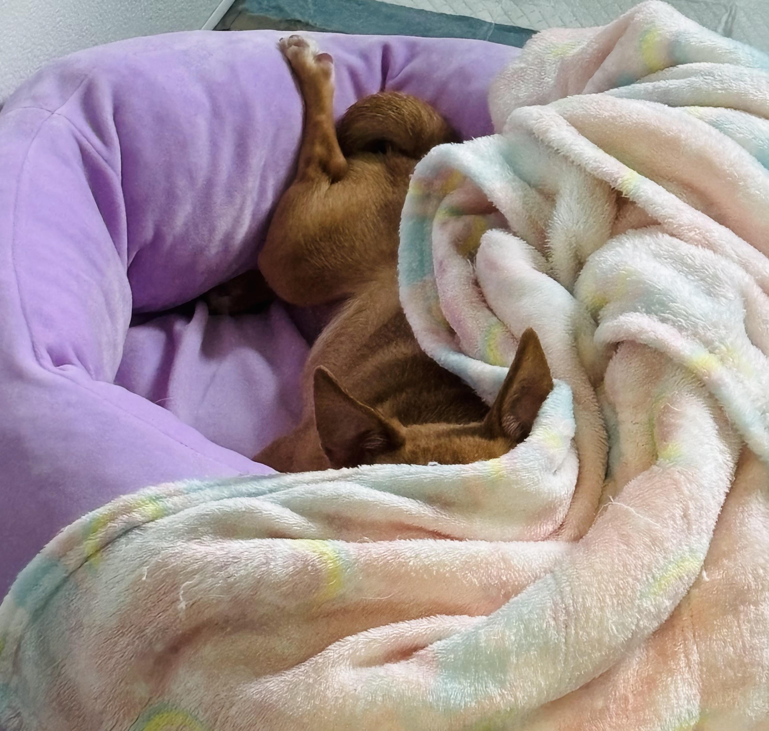 Raven, Adoptable, Senior Female Chihuahua.