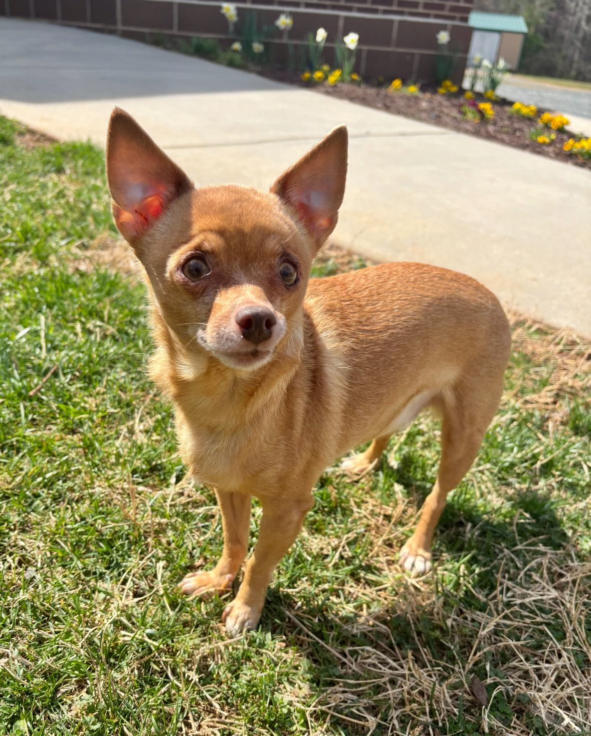 Raven, Adoptable, Senior Female Chihuahua.