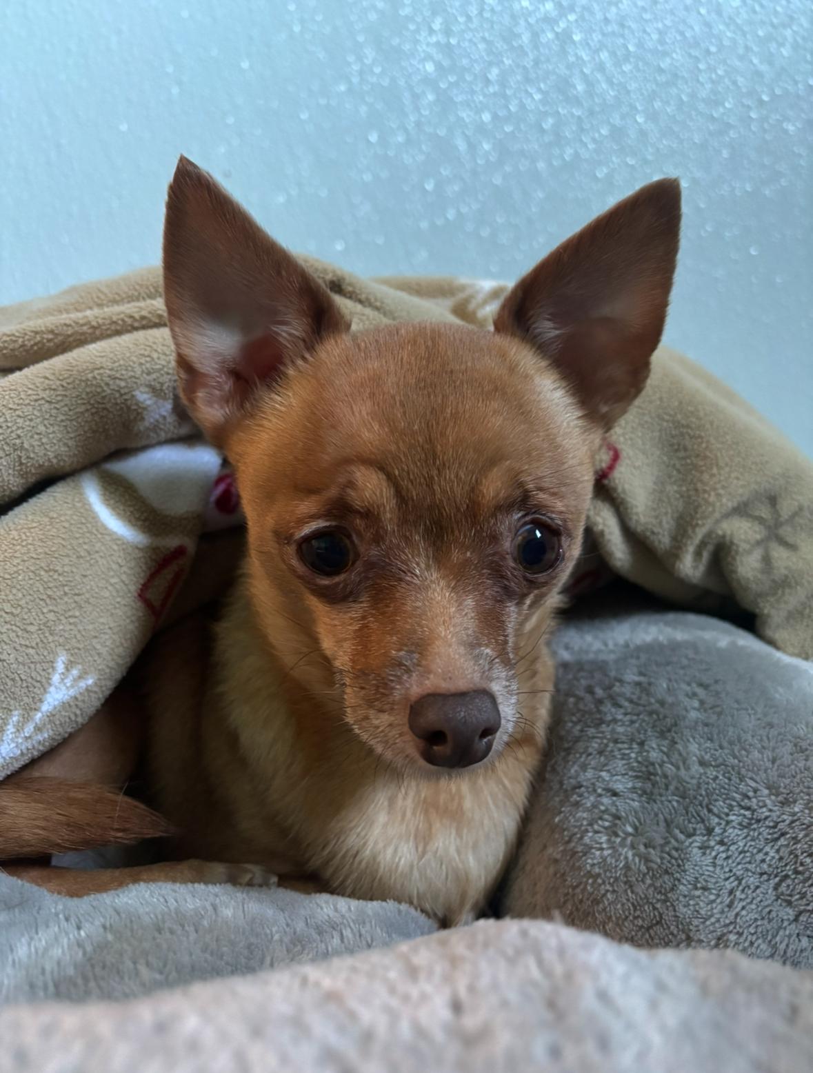 Raven, a Adoptable Chihuahua in Salisbury, NC image 4/5