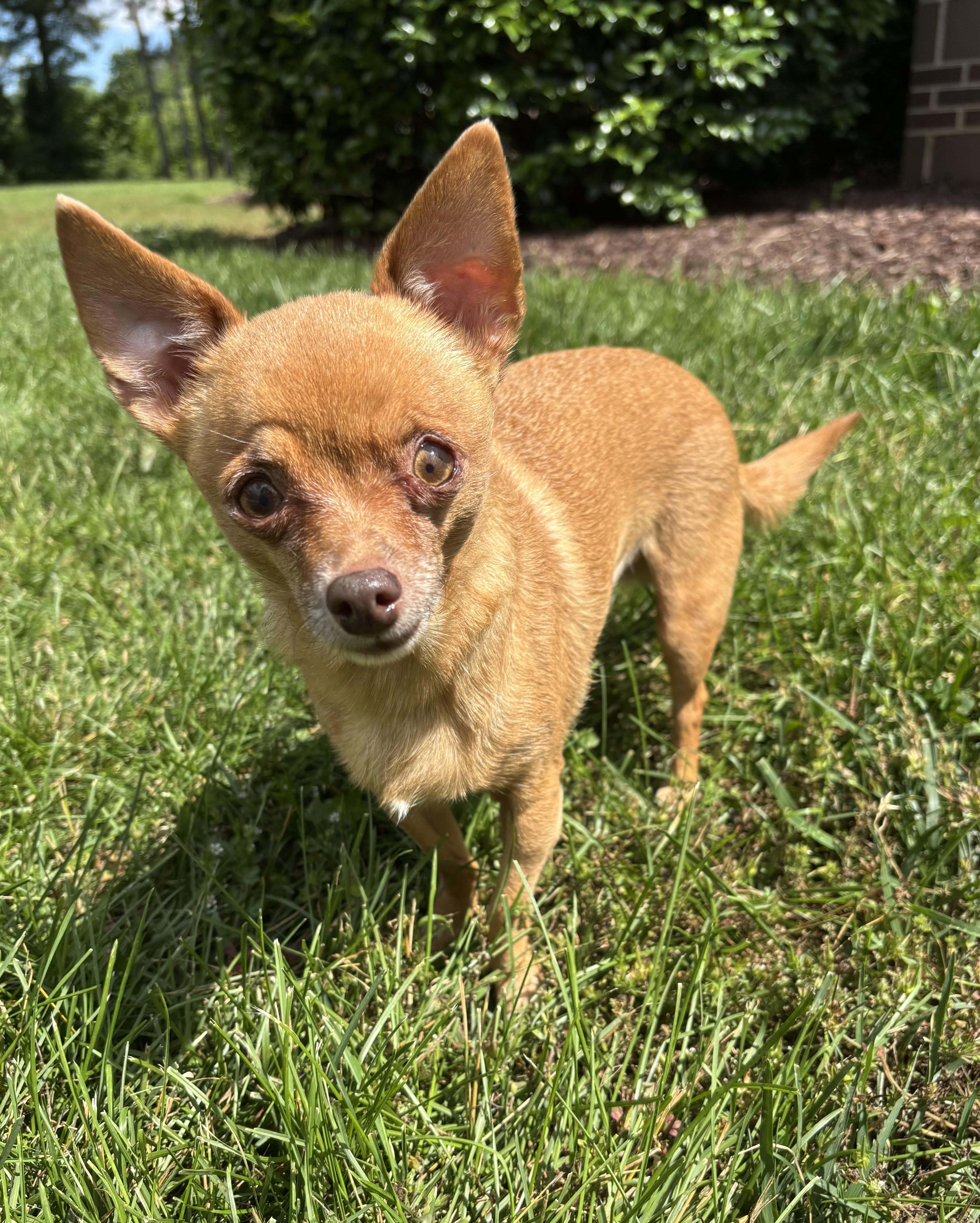 Raven, a Adoptable Chihuahua in Salisbury, NC image 5/5