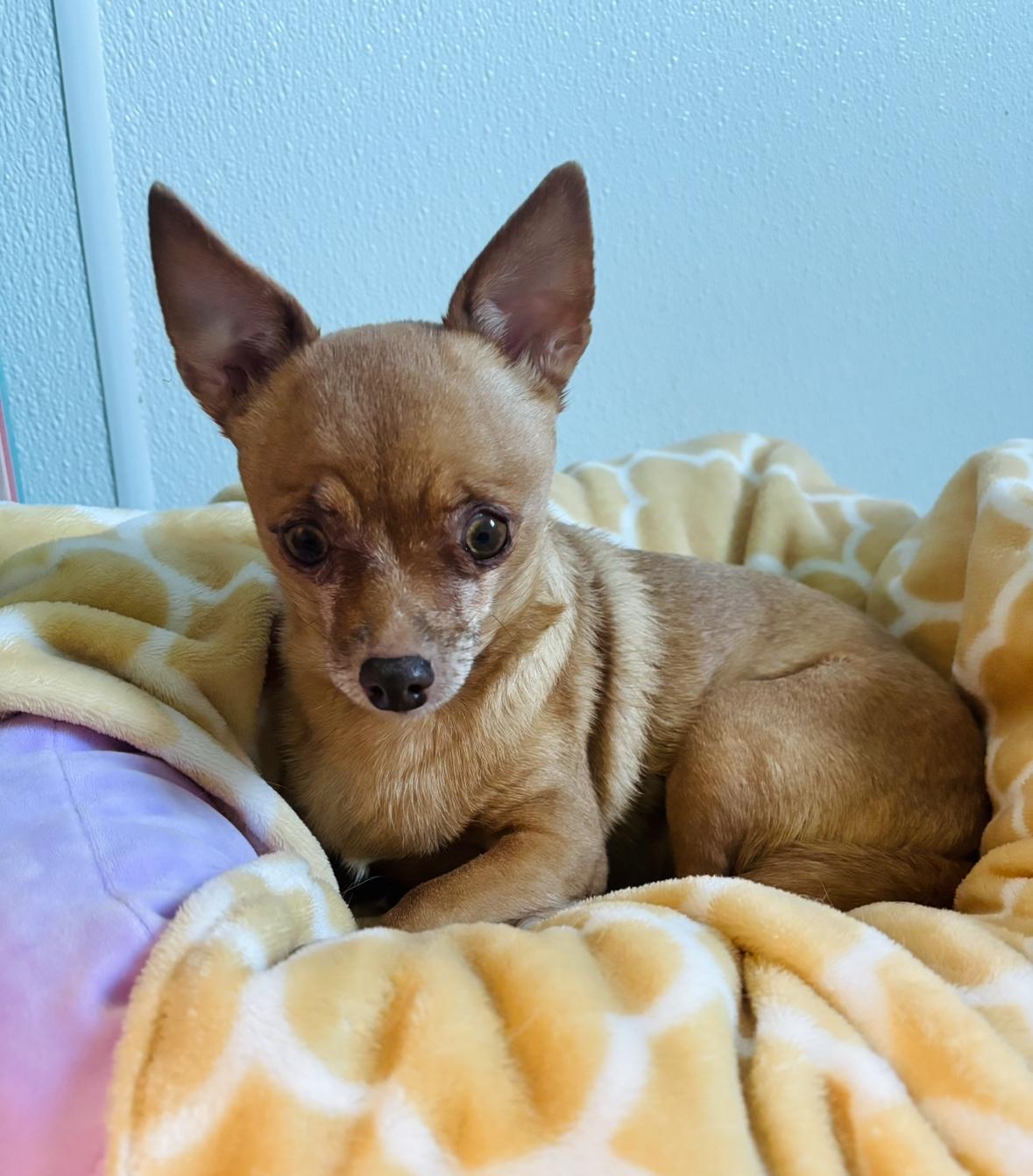 Raven, Adoptable, Senior Female Chihuahua.
