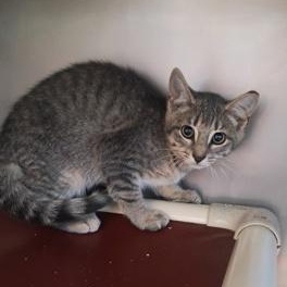 Enlarge Spades, a Adoptable mixed breed in Marshall, NC image 1/1