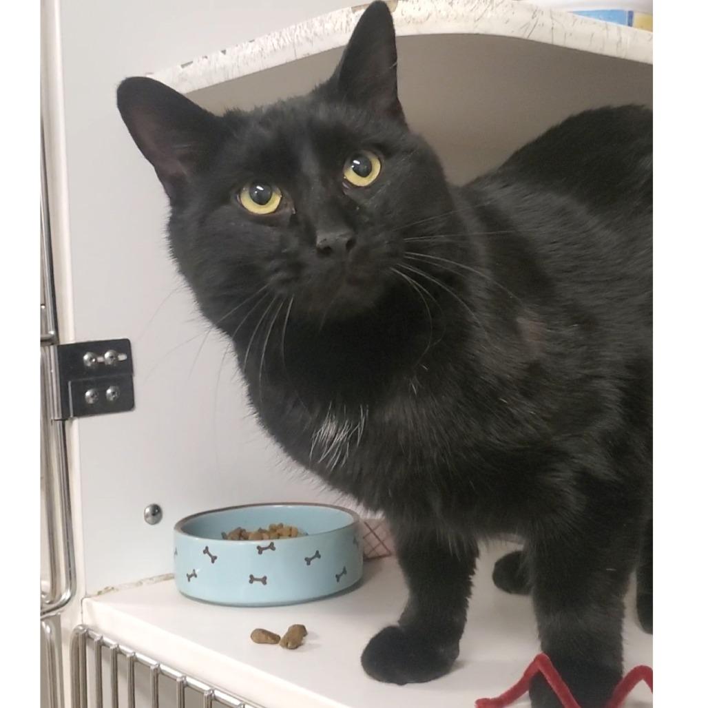 Bear, Adoptable, Adult Male Domestic Short Hair.