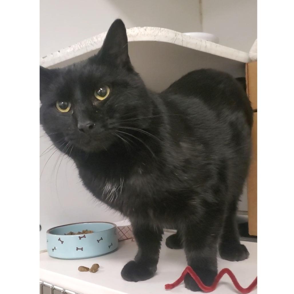 Enlarge Bear, a Adoptable Domestic Short Hair in Baldwin, WI image 2/4