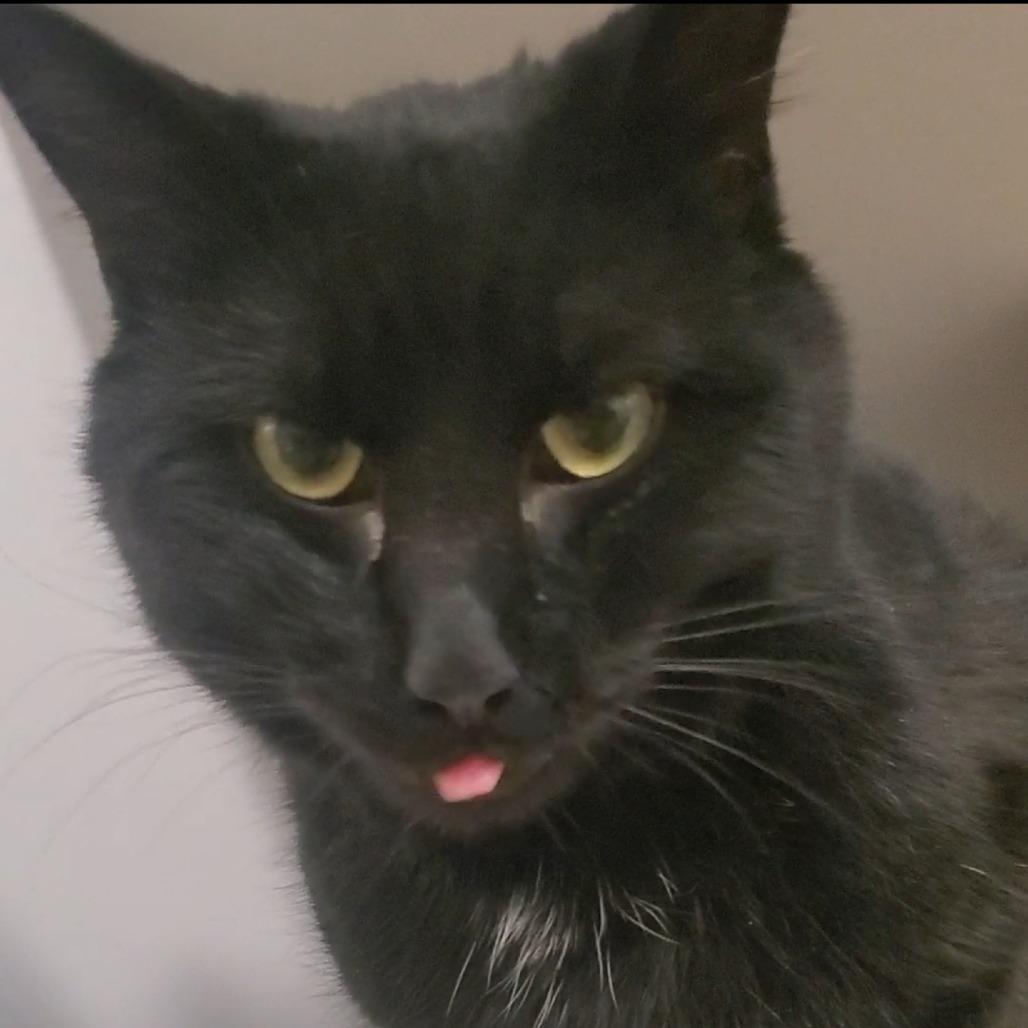 Enlarge Bear, a Adoptable Domestic Short Hair in Baldwin, WI image 3/4