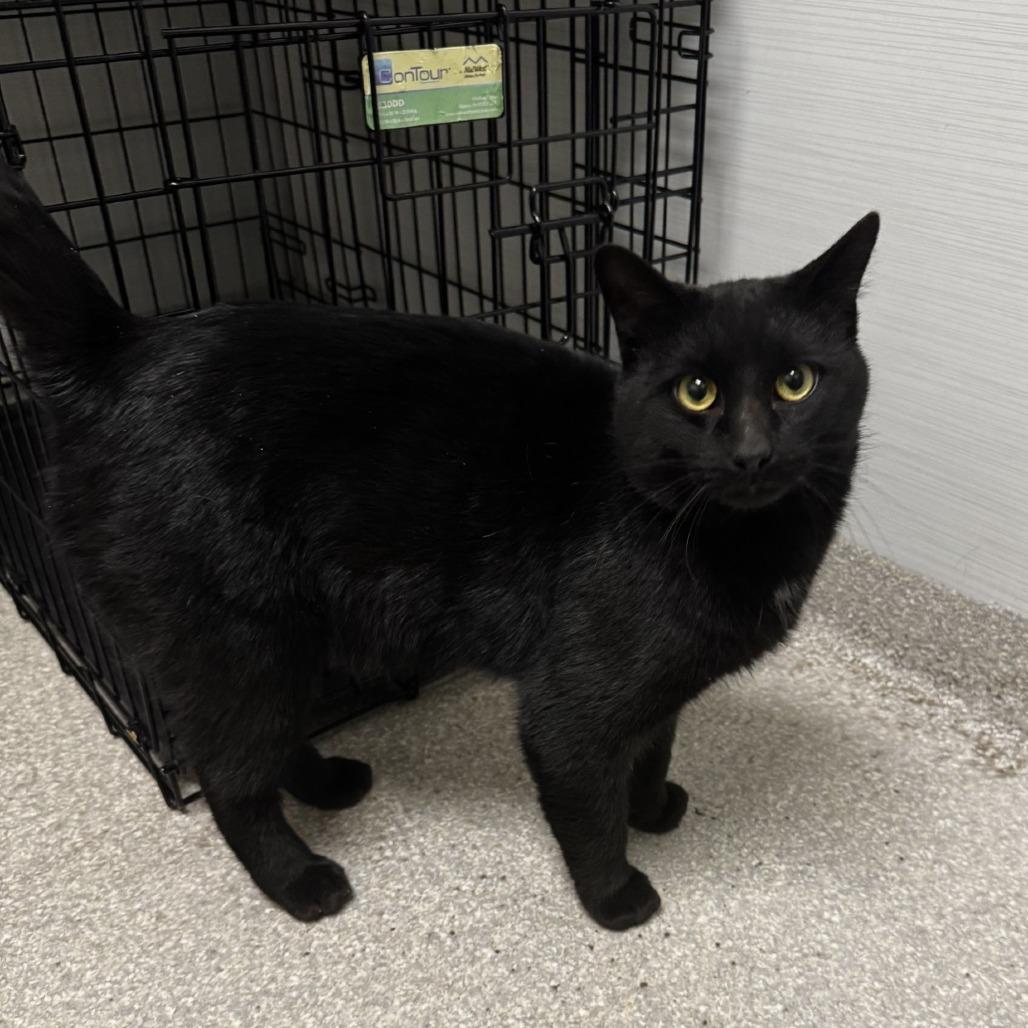 Enlarge Bear, a Adoptable Domestic Short Hair in Baldwin, WI image 4/4