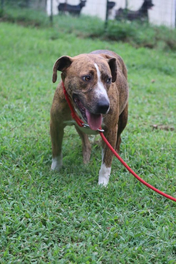 Lacey, Adoptable, Adult Female Boxer & Labrador Retriever.