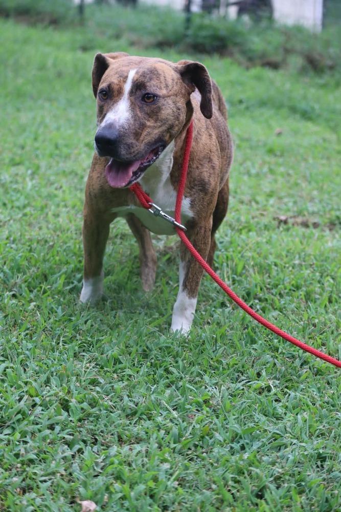 Enlarge Lacey, a Adoptable mixed breed in Statesville, NC image 2/4